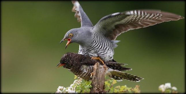 1-Cuckoo-attempting-to-mate-with-stuffed-decoy-on-post